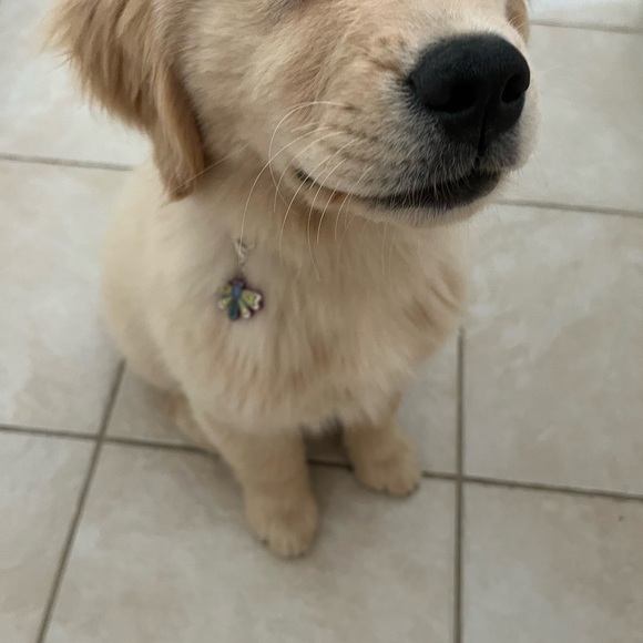 🦋Pet collar charm - Picture 5 of 8